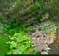 Brindle Creek Picnic Area - Brisbane Tourism