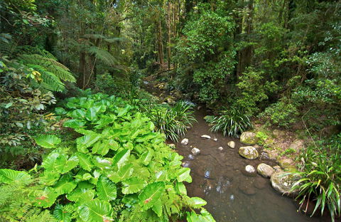 Brindle Creek Picnic Area - Brisbane Tourism 0
