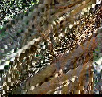 Bundagaree Rainforest Walk