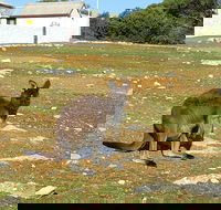 Cape Borda Lightstation - Flinders Chase National Park - Tourism Brisbane