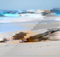 Cape Gantheaume Conservation Park and Wilderness Protection Area - Tourism Brisbane