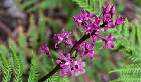 Cassinia Walking Track - Brisbane Tourism 0