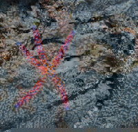 Clam Gardens Dive Site - Tourism Brisbane