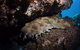 Egg Rock Dive Site - thumb 2