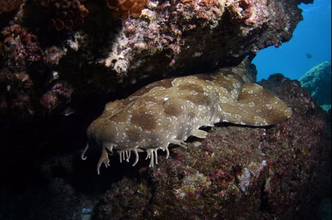 Egg Rock Dive Site - Tourism Brisbane 2