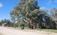 Giant Gum Tree - thumb 0