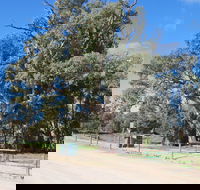 Giant Gum Tree - Brisbane 4u