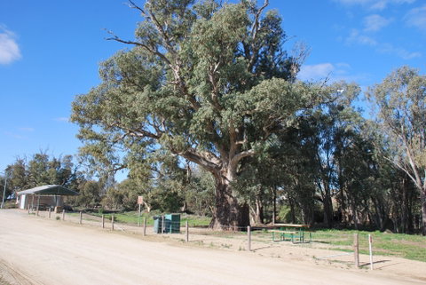 Giant Gum Tree - Tourism Brisbane 0
