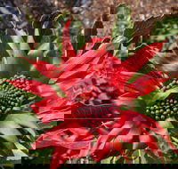 Inverawe Native Gardens - Tourism Brisbane