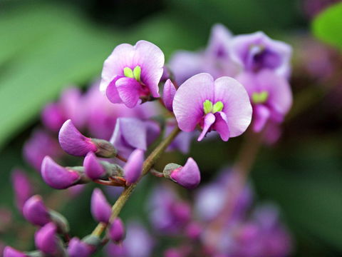 Inverawe Native Gardens - Tourism Brisbane 2