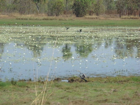 Leaning Tree Lagoon Nature Park - Tourism Brisbane 0