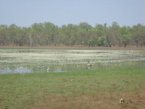 Leaning Tree Lagoon Nature Park - Tourism Brisbane 1