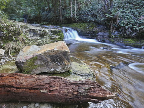 Liffey Falls Reserve - Tourism Brisbane 0