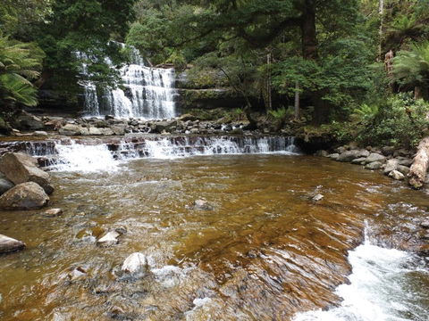 Liffey Falls Reserve - Tourism Brisbane 1