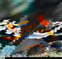 Monolith Dive Site - Tourism Brisbane