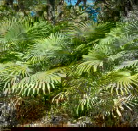 Mungo Rainforest Walk - Brisbane Tourism