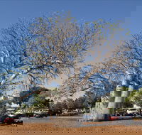 Old Boab Tree in Cavenagh Street - Tourism Brisbane