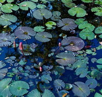 Pine Creek Water Gardens - Tourism Brisbane