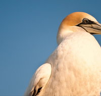 Port Phillip Heads Marine National Park - Tourism Brisbane