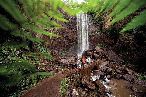 Queen Mary Falls Circuit, Main Range National Park - Tourism Brisbane 0