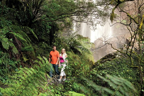 Queen Mary Falls Circuit, Main Range National Park - Tourism Brisbane 2
