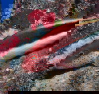 Snake Pit Dive Site - Tourism Brisbane