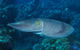 Snake Pit Dive Site - thumb 1