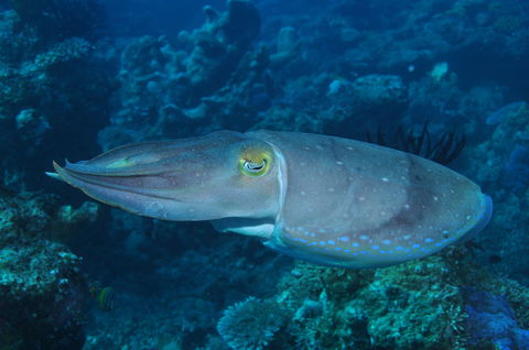 Snake Pit Dive Site - Tourism Brisbane 1