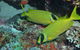 Snake Pit Dive Site - thumb 2