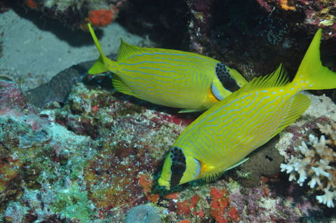 Snake Pit Dive Site - Tourism Brisbane 2