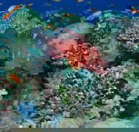 Steve's Bommie Dive Site - Tourism Brisbane