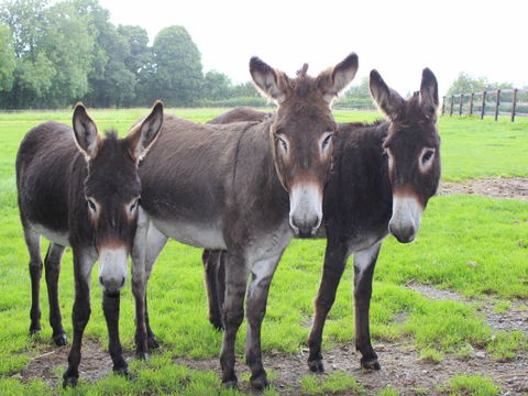 The Good Samaritan Donkey Sanctuary - Tourism Brisbane 0