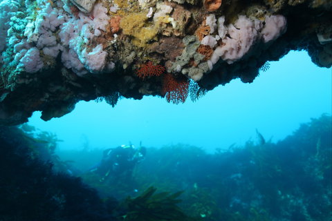 The Arches Marine Sanctuary - Brisbane Tourism 2