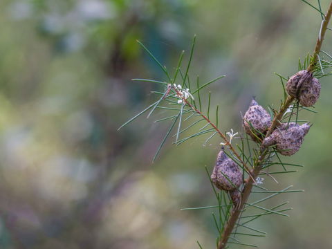 Wallumatta Loop Trail - Tourism Brisbane 0