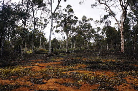 Woylie Walk, Dryandra Woodland - Tourism Brisbane 0