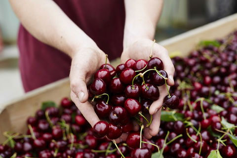 Yarra Valley Cherries - Tourism Brisbane 0