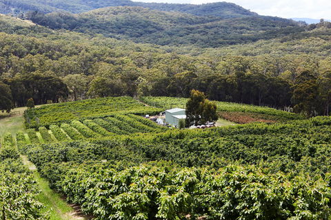 Yarra Valley Cherries - Tourism Brisbane 2