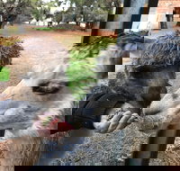 Alpaca Farm Experience at Crookwell - Brisbane Tourism