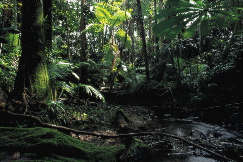 Cape Tribulation, Daintree National Park - Tourism Brisbane 2