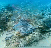 Child Island Dive Site - Brisbane Tourism