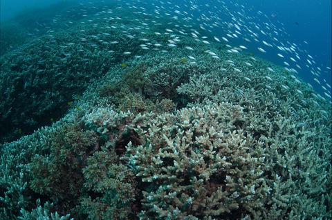 Coral Gardens - Tourism Brisbane 1