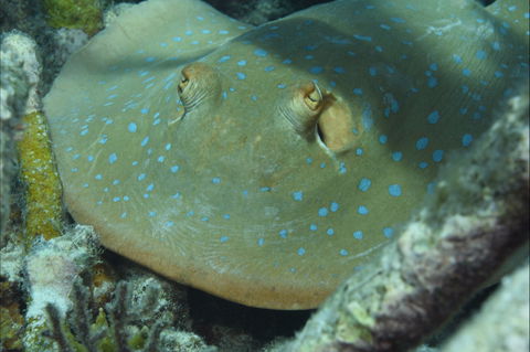 Fitzroy Island Dive Site - Brisbane Tourism 0