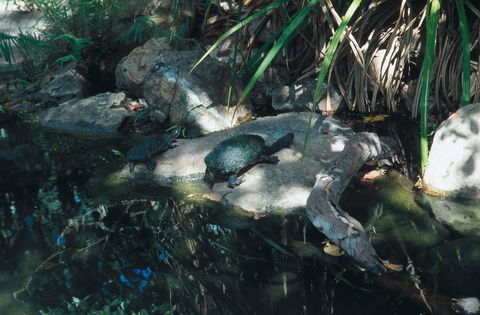 Howard Springs Nature Park - Tourism Brisbane 0