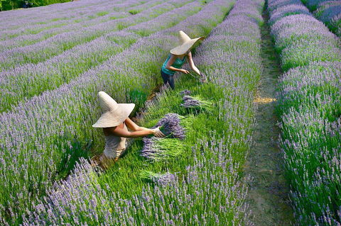Lavandula Swiss Italian Farm - Brisbane Tourism 0