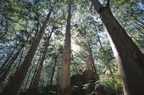 Leeuwin-Naturaliste National Park - Leeuwin - Tourism Brisbane 0