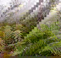 Link Trail - Gloucester Tops to Careys Peak - Tourism Brisbane