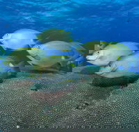 Lodestone Reef - Tourism Brisbane