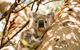 Magnetic Island National Park - thumb 2