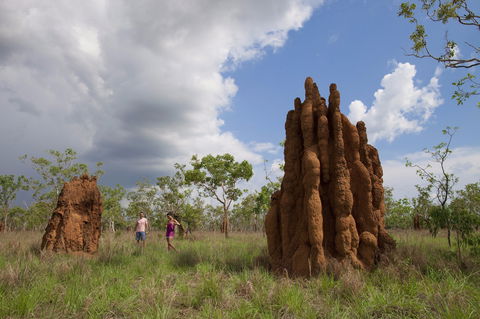 Magnetic Termite Mounds - Tourism Brisbane 2