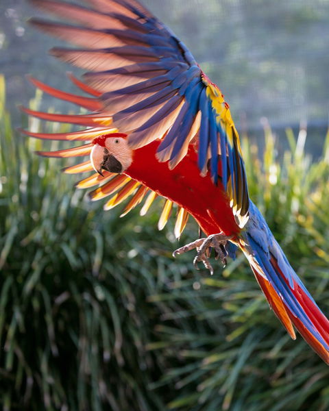 Maleny Botanic Gardens And Bird World - Brisbane Tourism 1